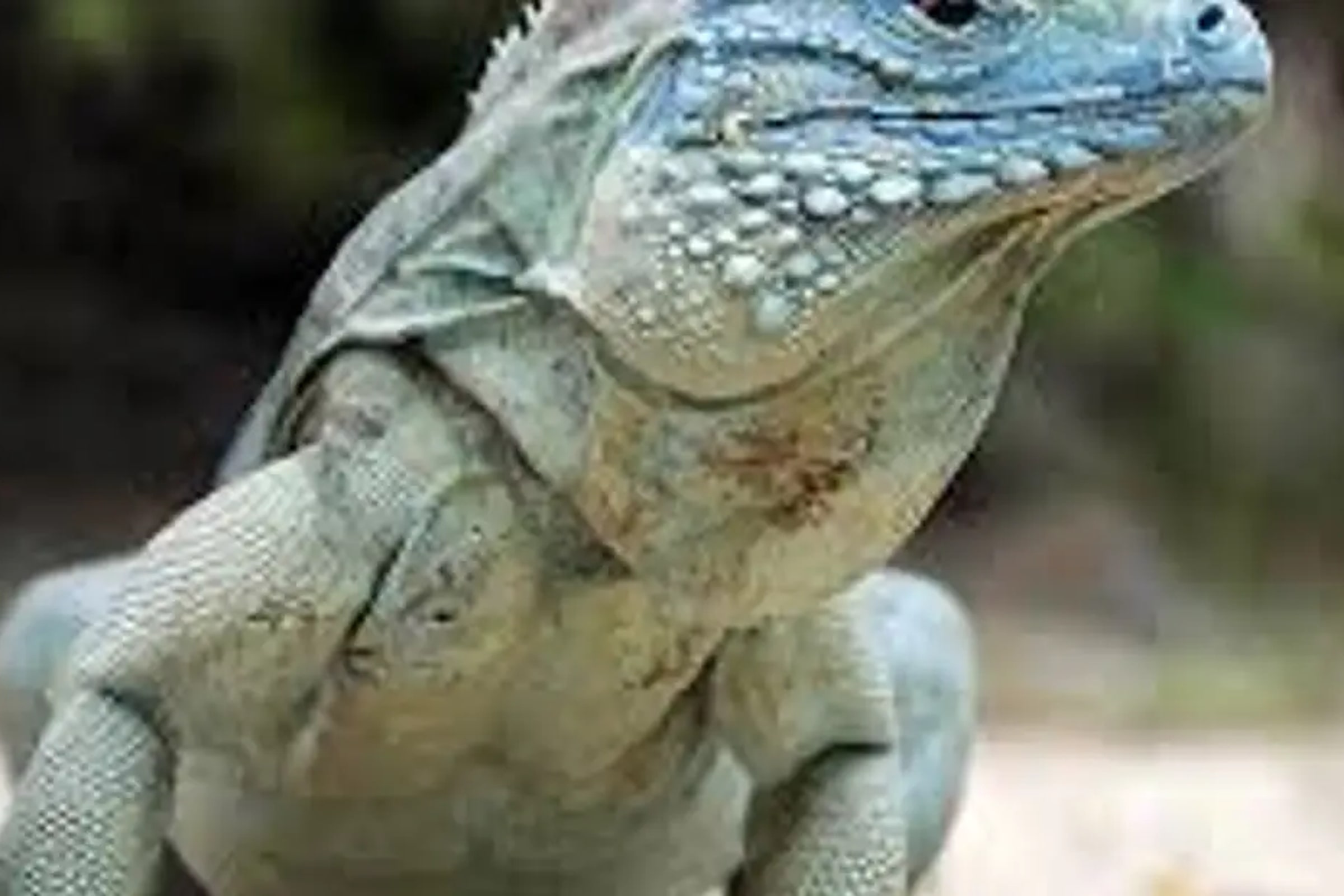 Bali Reptile Park Ticket